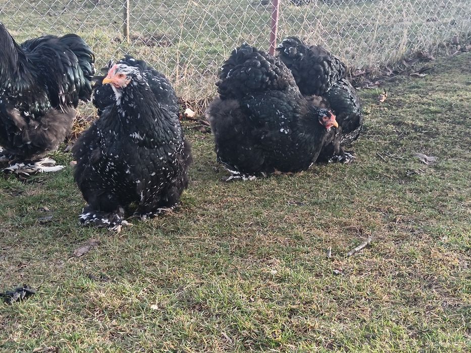 Oua incubat cochinchina uriaș