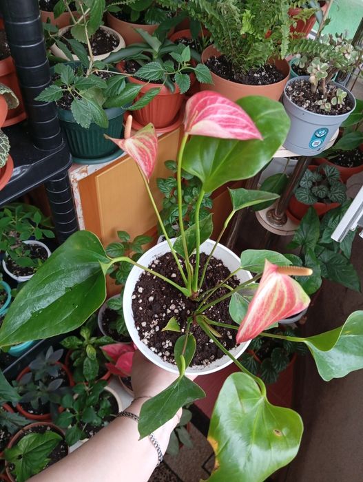 Каждый по 2500 тенге