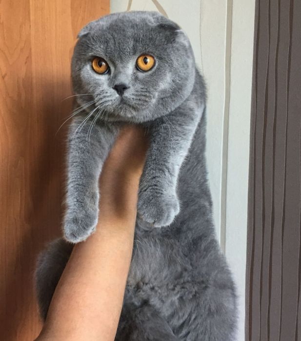 Скоттиш Шотландские Фолды