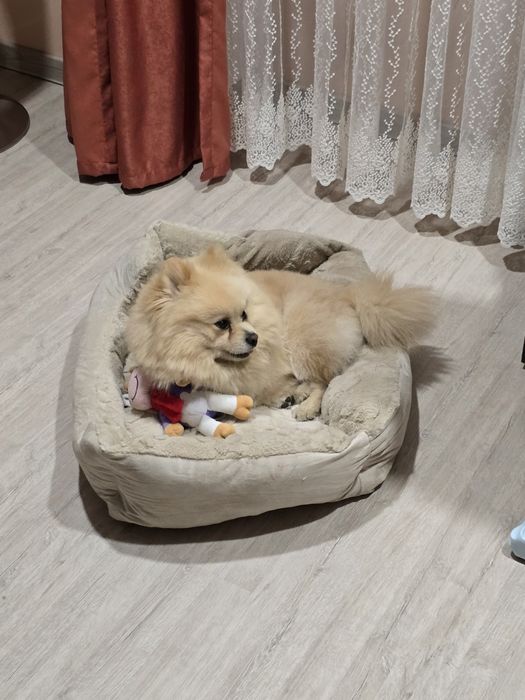 Donez Pomeranian