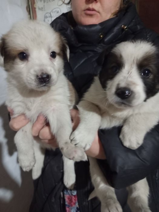 Отдам щенков в добрые руки