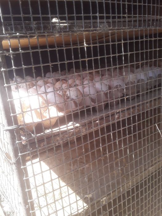 Куры Ленгорн белые несушки