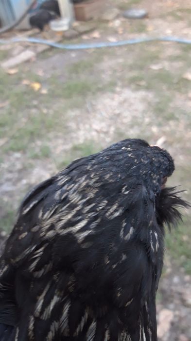 Vand cocoși Araucana