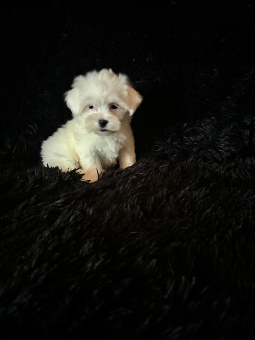 Bichon maltez mini toy fetita