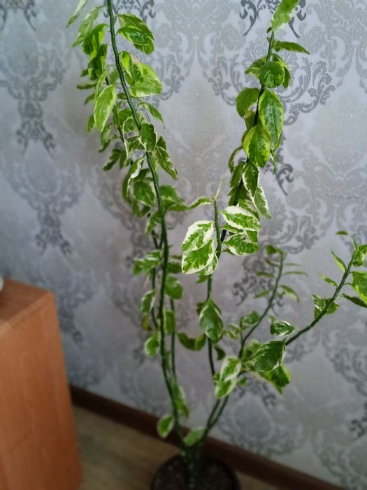 Комнатные цветы продам