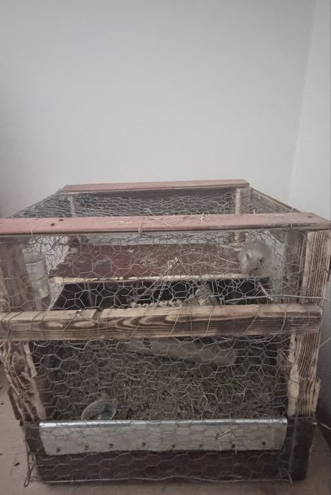 Vand veverite degu
