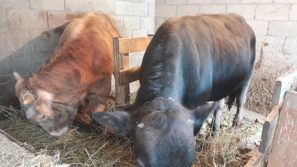 Продам Бычков 3 штук