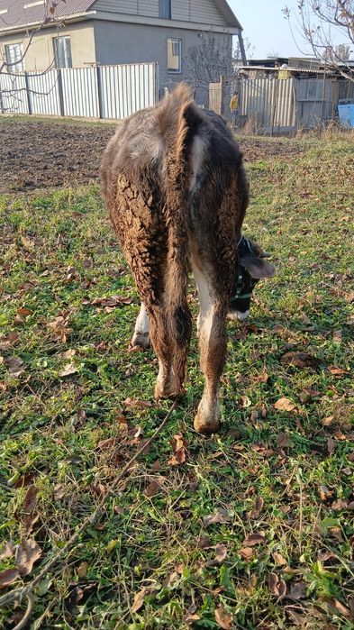 Тёлка,теленок,Алатау,Тайынша