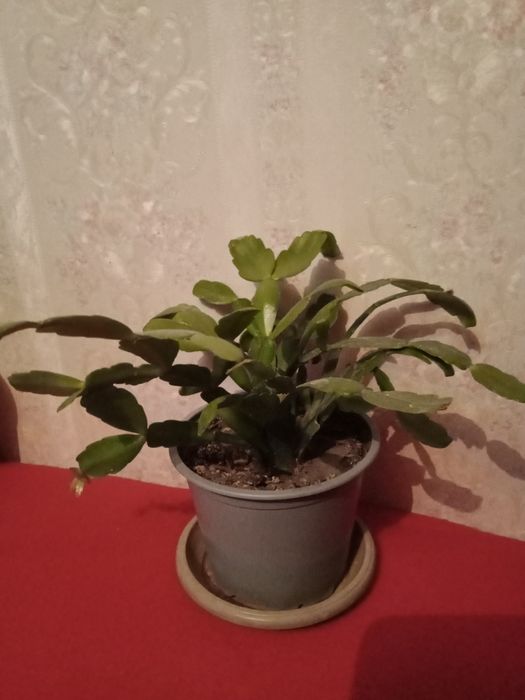 Растения по 1000 тенге.