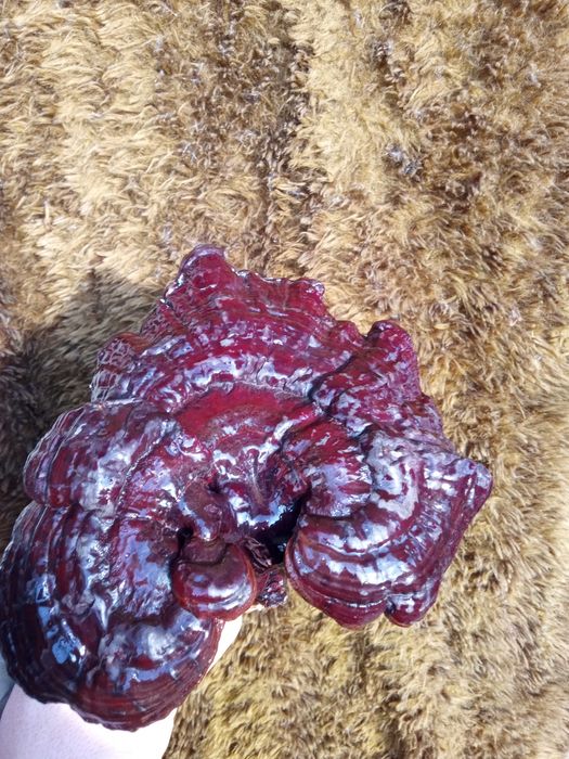 Reishi applanatum/Reishi carnosum elixirul tineretii