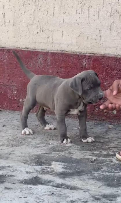 Питбуль Щенки Кубинский