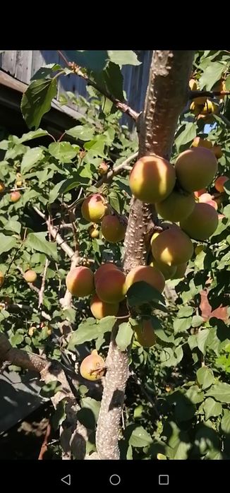 2 годичные абрикос ы