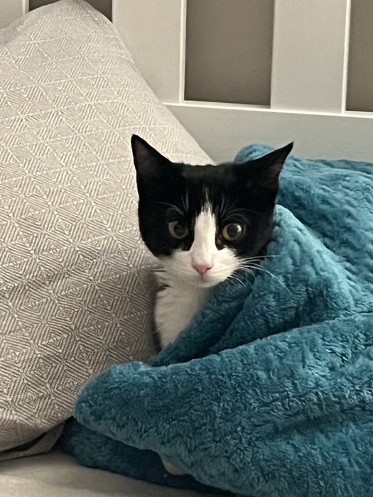 Отдадим котенка в добрые руки