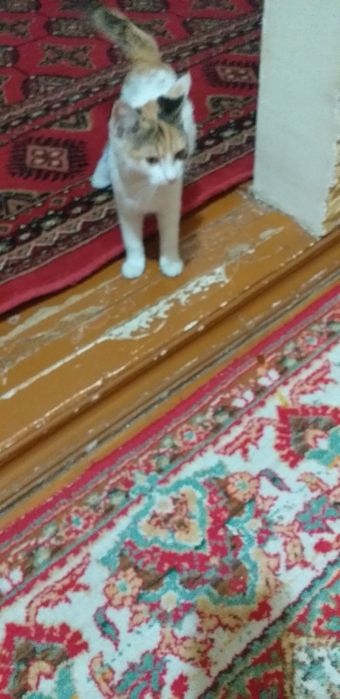 Отдам бесплатно кошечку