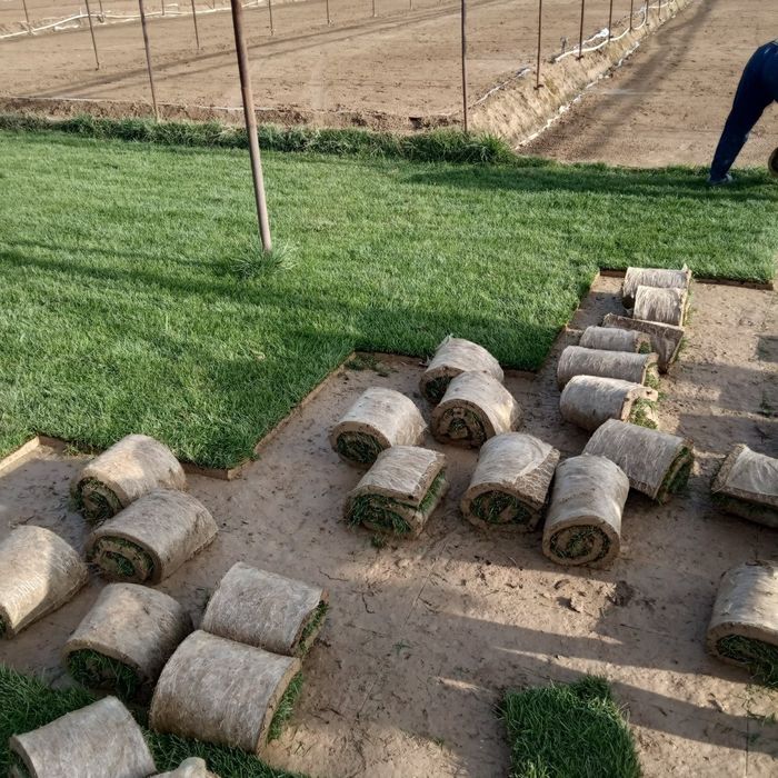 газоны рулонные жонсин