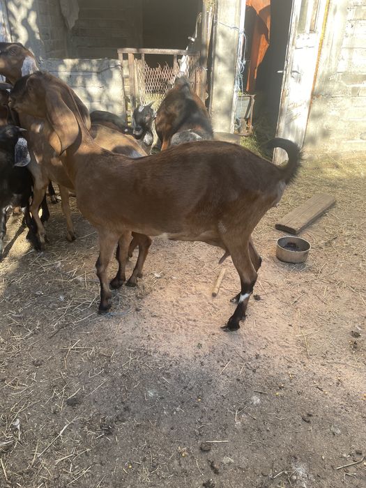 Rasa pura capra anglonubian lapte calitate top