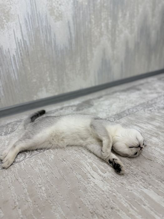 Кошка британская шиншилла