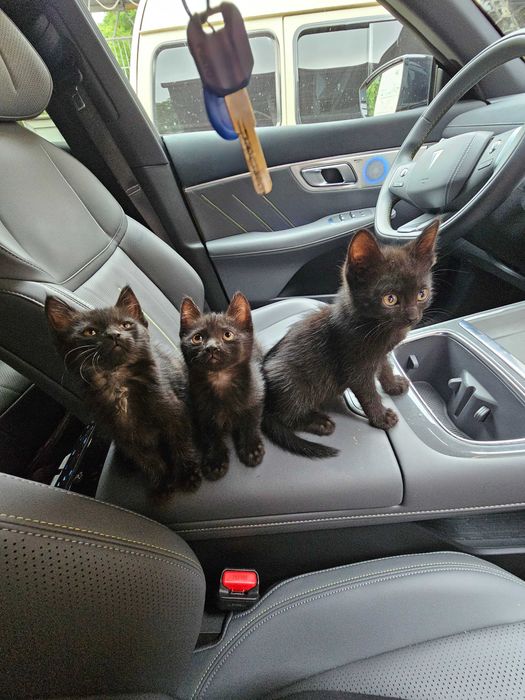 Котята в добрые руки