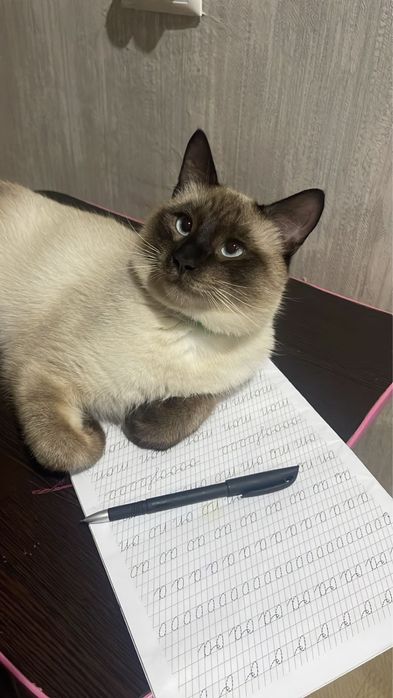 Кот и кошка.Привытые .