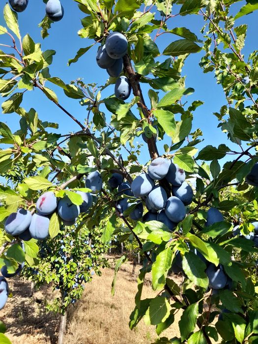 Prune Stanley de vanzare
