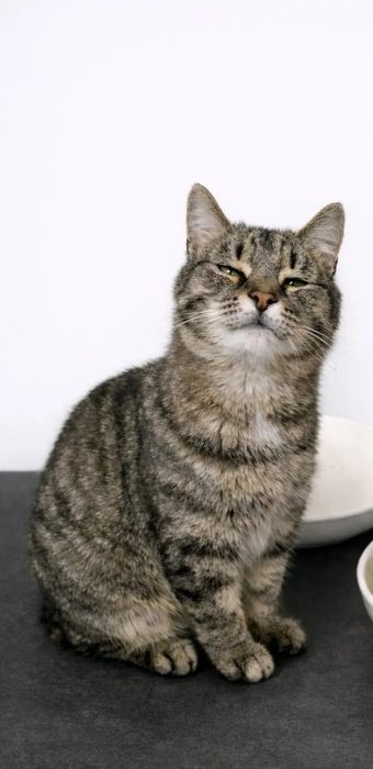 Кошечка Мишель ищет дом