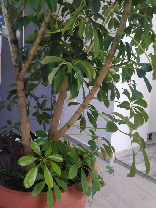 Vând o plantă Schefflera h=~ 1,5 m