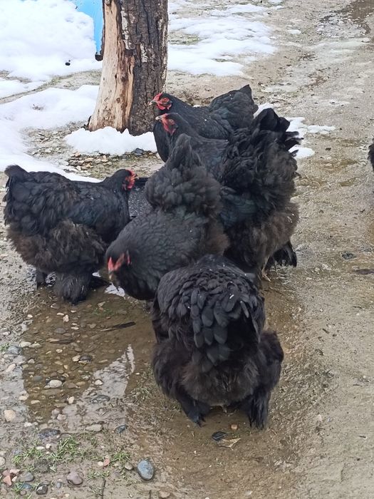 Брама тауық жұмыртқасы бар