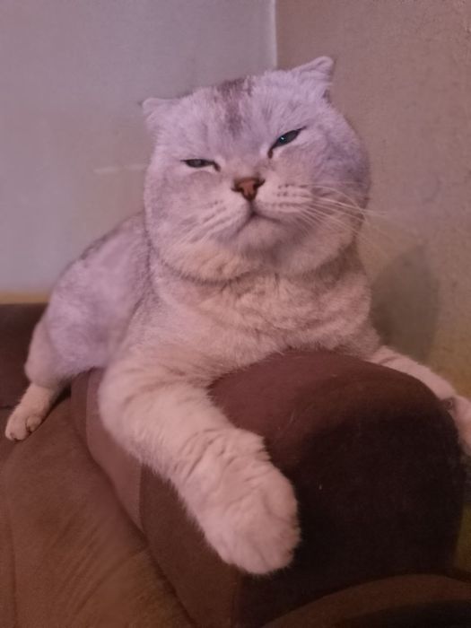 Кот на вязку           .