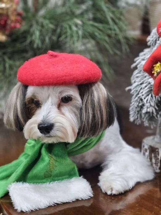 Йоркширский бивир