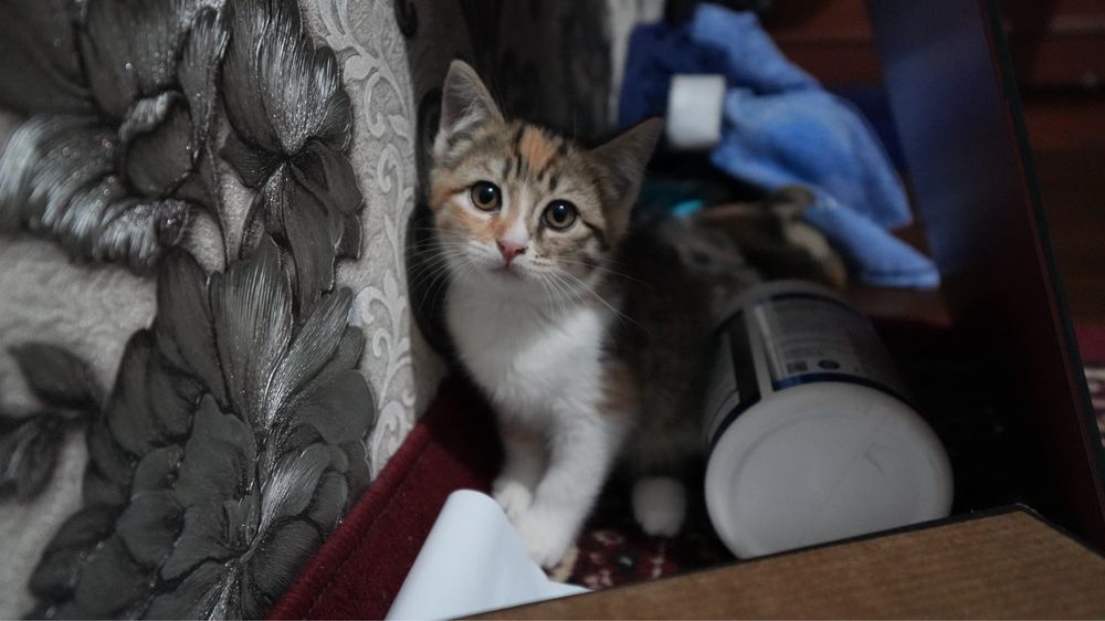 Mushuk sotiladi 300 min