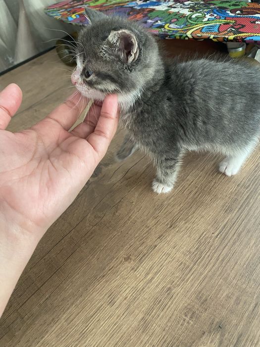 Отдам котенка в добрые руки