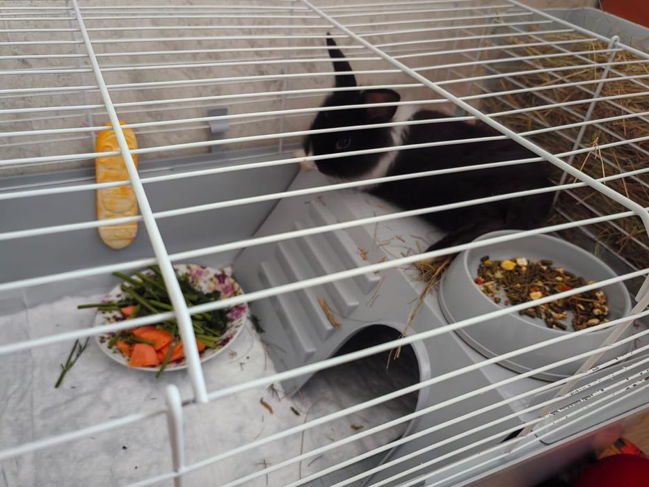 Крольчиха 1,5 мес