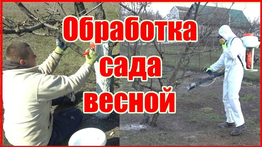Обработка деревьев тля от всех болезней. Ширага карши дорилаш ишончлик