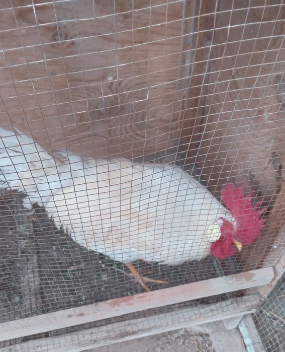 Oq xõroz kasallanmagan semizgina