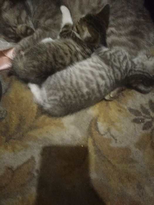 Котята бесплатно