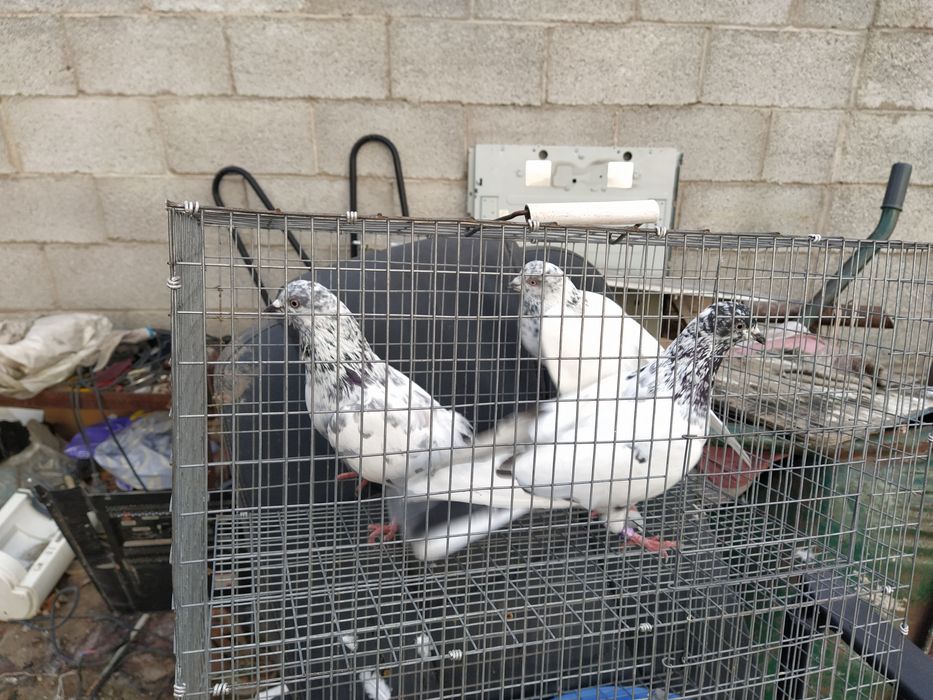 Пакистанские Голуби Самцы