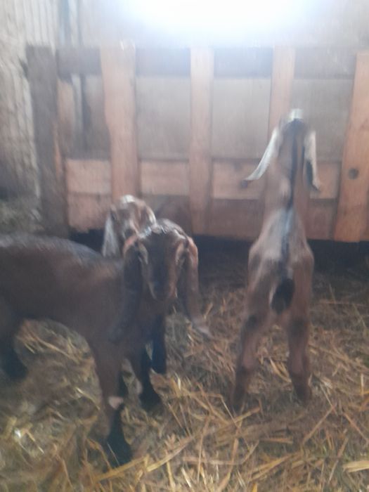 Vând 2 țapi Anglo nubieni