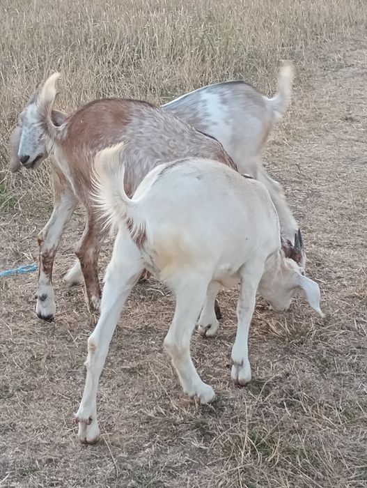 Vând doua iede anglo nubiane. Și o capra cu iadă