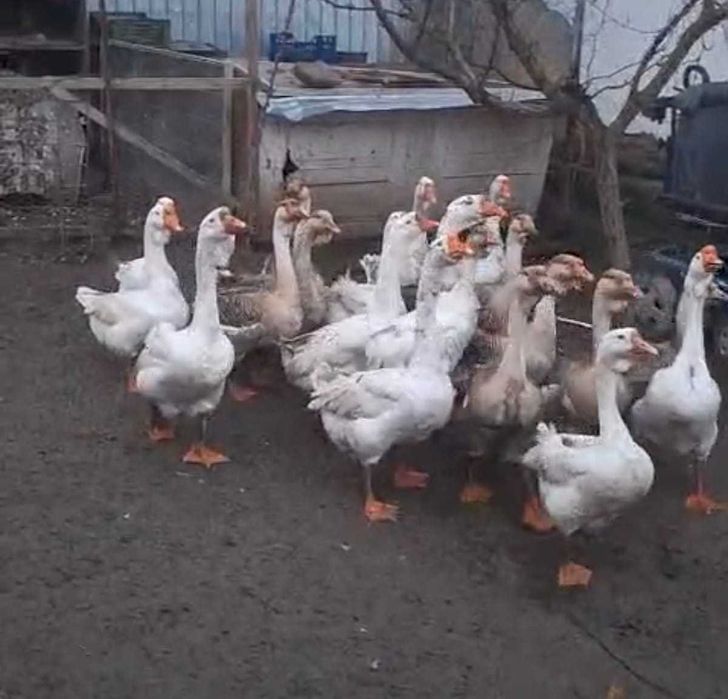 Oua de gâscă Holmogor