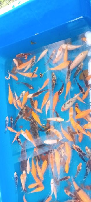 Crapi koi 7-15 cm