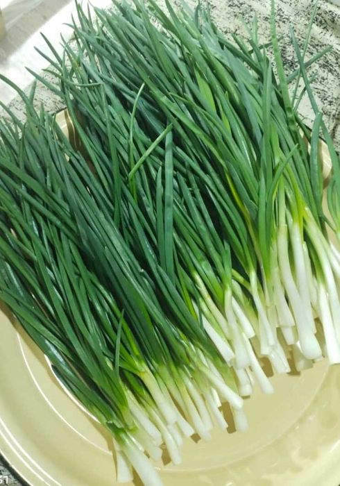 Лук      зелёный