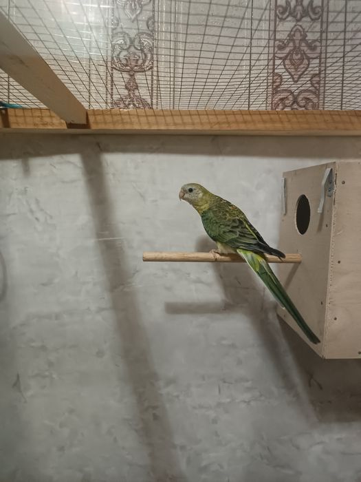 Pevchi Певчи popugay