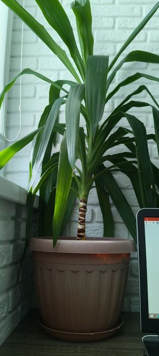 Продам большие цветы