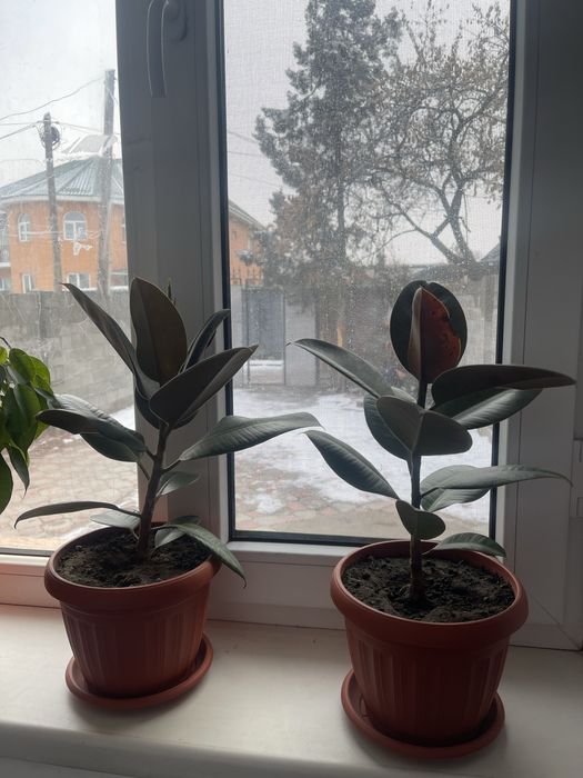 Комнатные растения