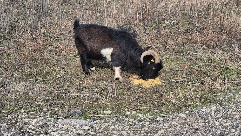 Мини кози и яренце мъжки