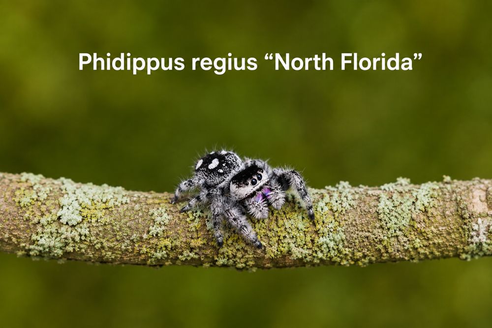 Jumping spider Phidippus regius „North Florida” – păianjen săritor exotic, exemplar spectaculos, ideal pentru pasionații de arahnide și teraristică
