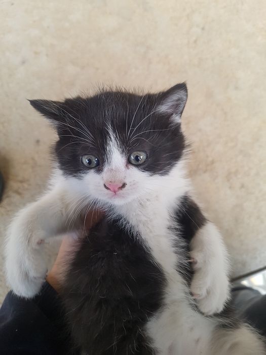 Два близняшки котята