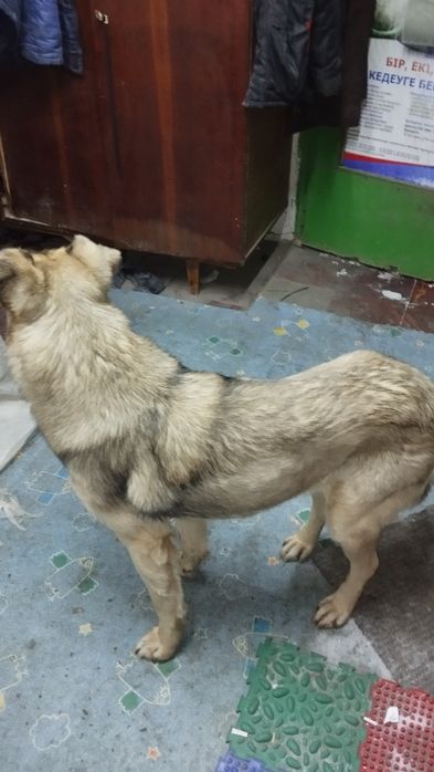 Отдам собаку  кабель