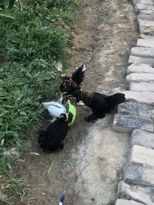 Yopon tovuqlar ..