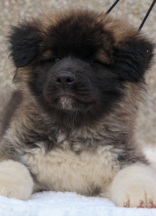 Щенки американской акиты